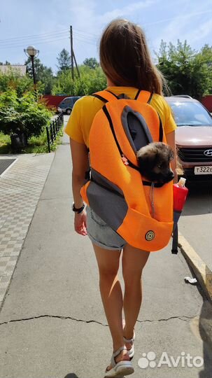 Поводок для собак 3 метра, рюкзак для собаки