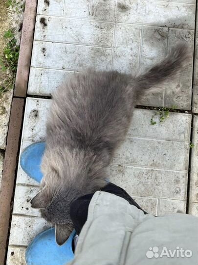 Котик в добрые руки
