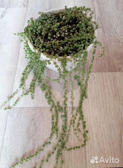 Рассада клубники, крестовник Роули