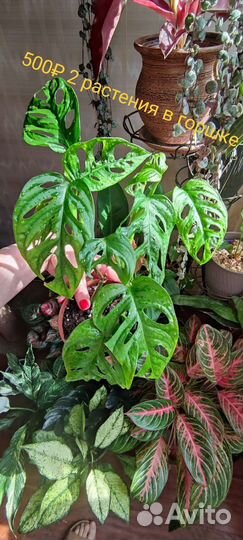 Монстера Манки Маск