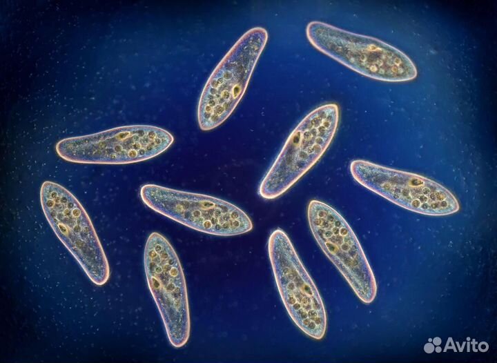 Инфузория, гриндальский червь, дафния мойна