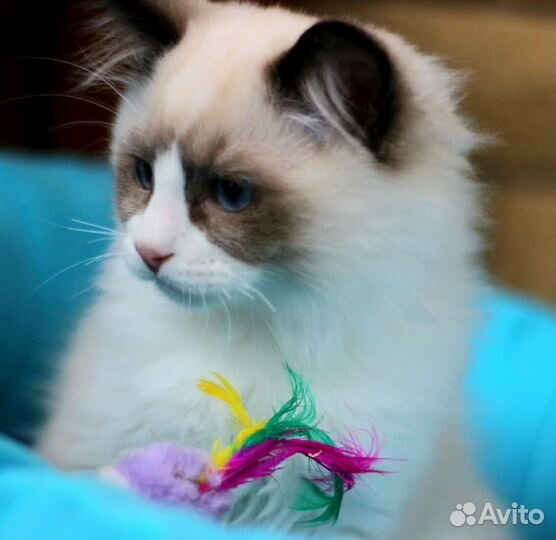Котята Регдолл из питомника
