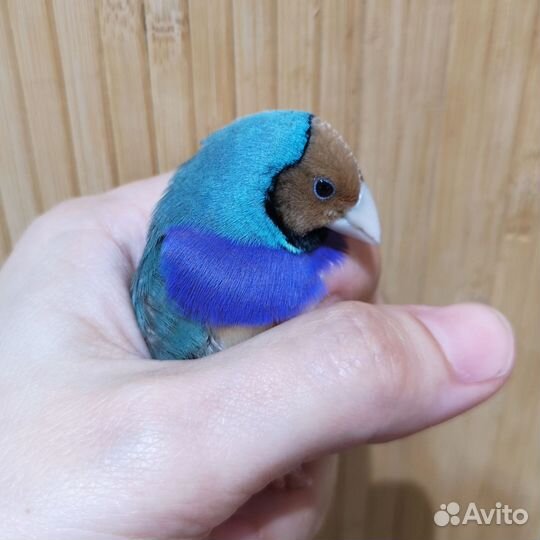 Самка амадины Гульда