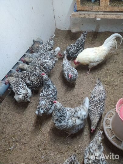 Инкубационное яйцо