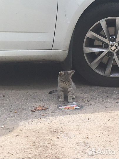 Котенок в добрые руки