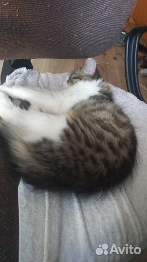 Котенок в добрые руки