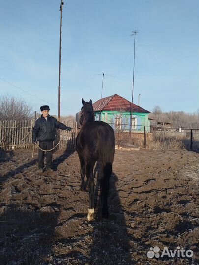 Лошадь