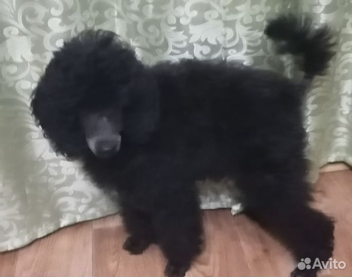 Королевский пудель