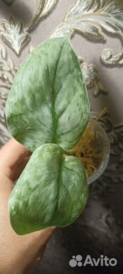 Эпипремнум