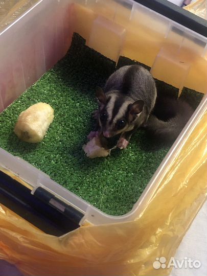 Белка летяга