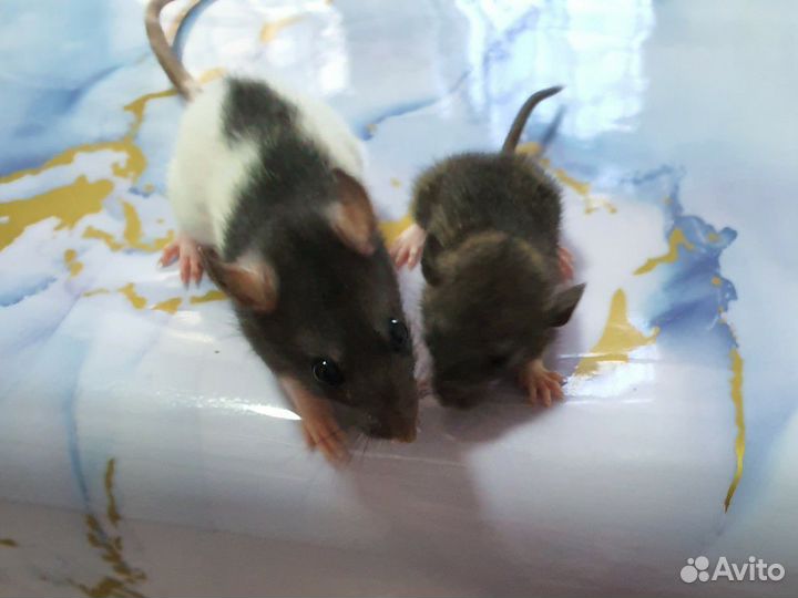 Декоративная крыса Дамбо