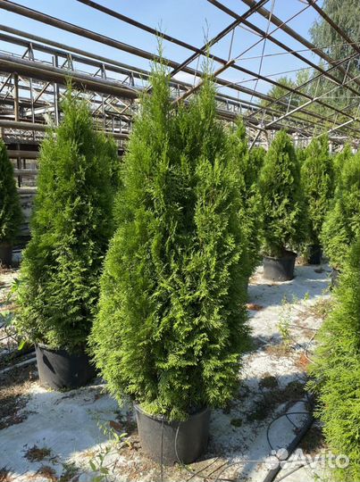 Смарагд туя