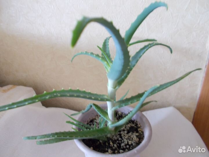 Молодое алоэ