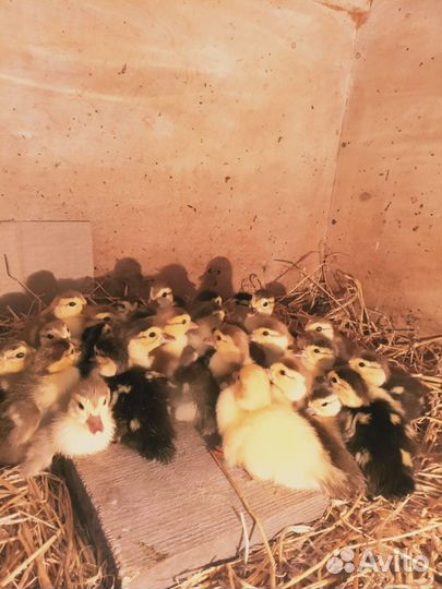 Продаю индоутят