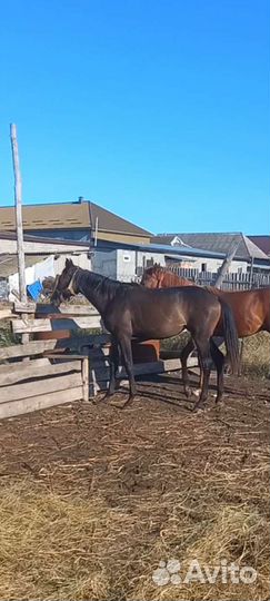 Продаётся кобылка