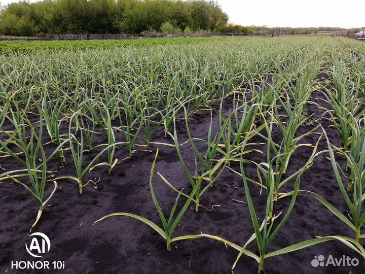 Стрелка чесночная