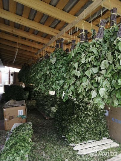 Веник берёзовый