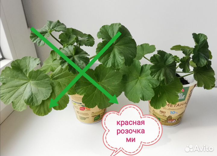 Герань пеларгония красная белая лососёвая Отростки