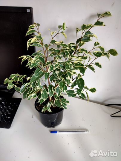 Фикус Бенджамина