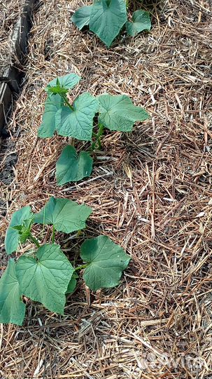 Мульча из соломы