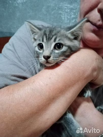 Кошка и кот