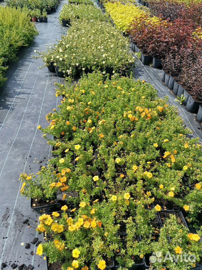 Пузыреплодники, лапчатка,гортензии, малина. Опт