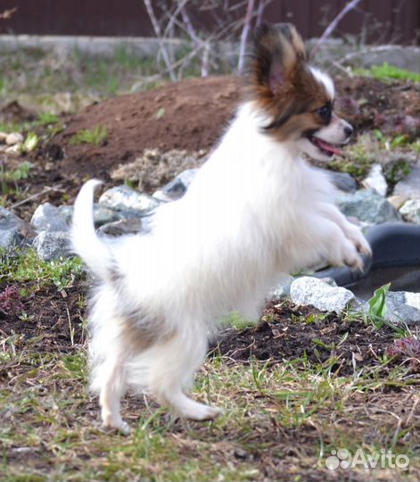 Папийон девочка