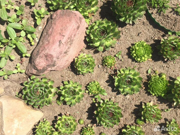 Многолетние цветы