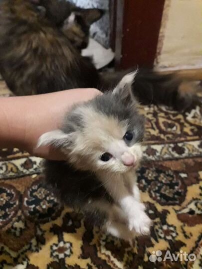 Котята от Мейн-кун