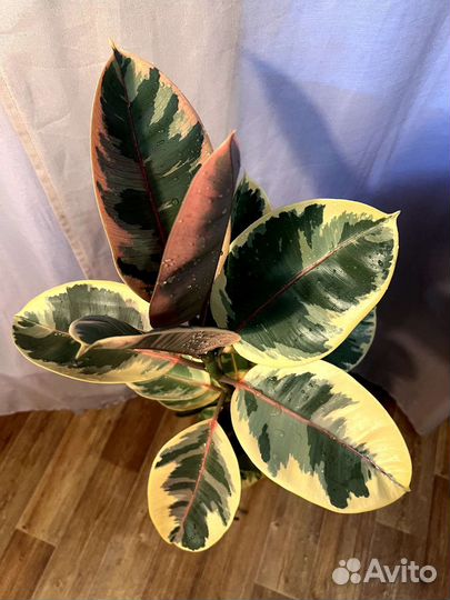 Фикус эластика (каучуконосный)