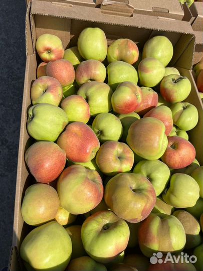 Яблоки в наличии опт