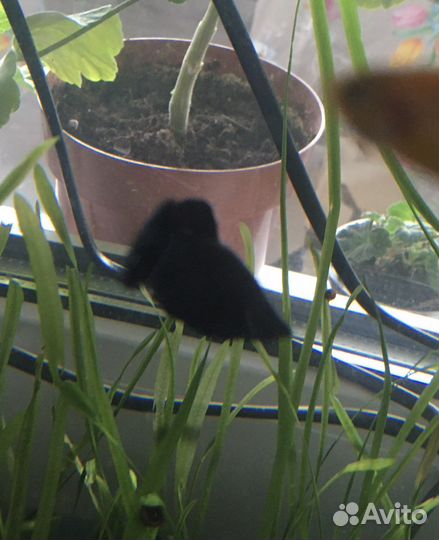 Моллинезия