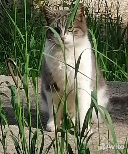 Кошка в дар бесплатно