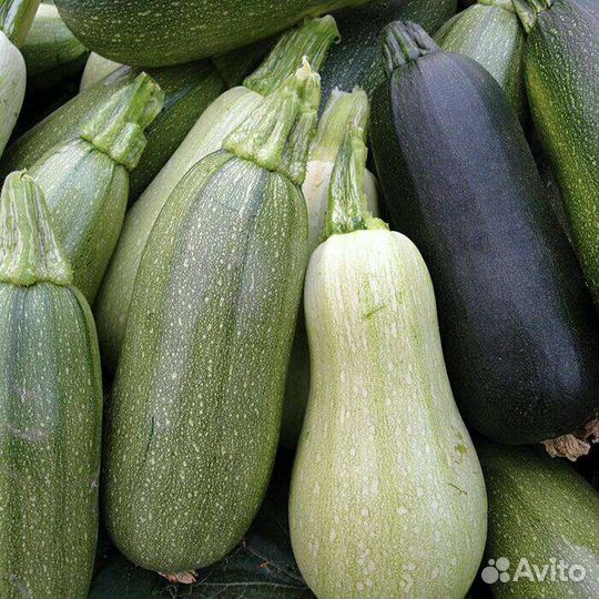 Корм для скота. Свёкла, мелкий картофель и кабачки