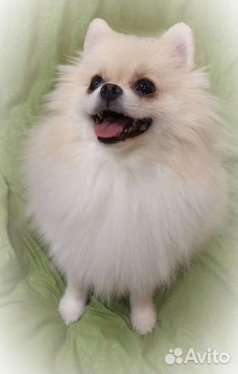 Померанский шпиц девочка