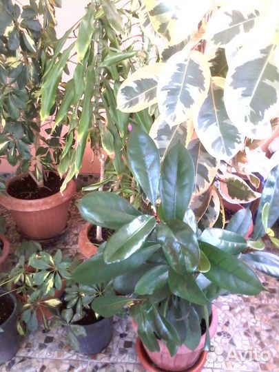 Комнатные растения вечнозеленые для зимнего сада