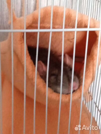 Передержка грызунов