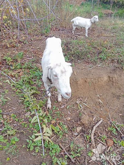 Коза с козочками