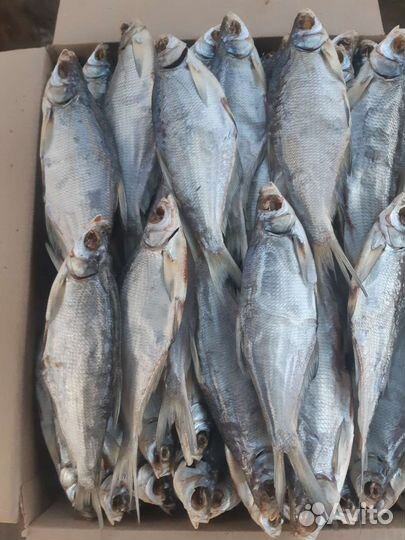 Вяленая Чехонь Сопа свежий посол.Лещ весенний