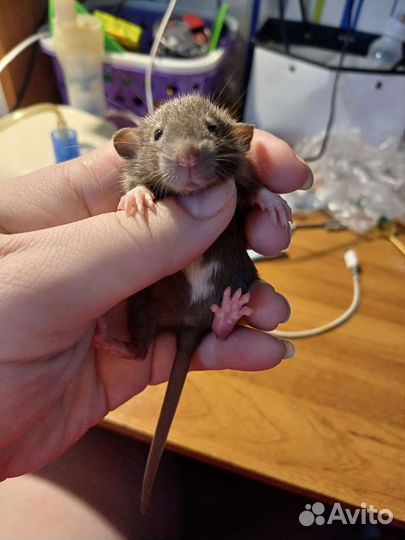 Крысята дамбо/ сиам/бурмиз клетка