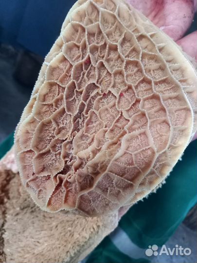 Щеки,печень, язык,ноги,вымя.требуха.грива.мясо