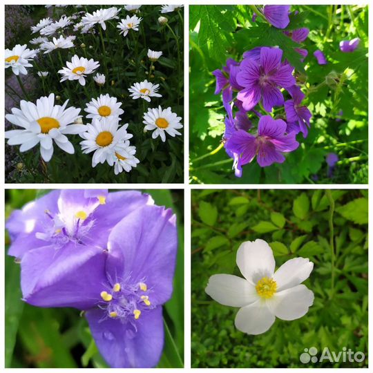 Садовые многолетники