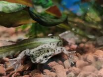 Карликовая аквариумная лягушка