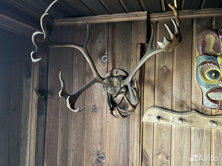 Чучело головы лося