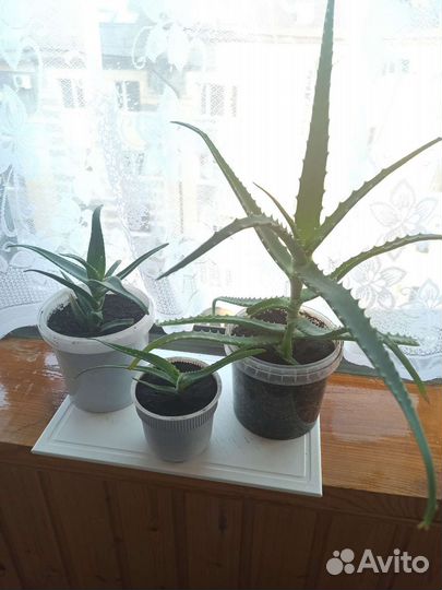 Комнатные цветы в ассортименте плюс отростки