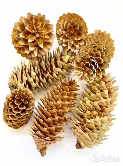 Шишки голубой ели