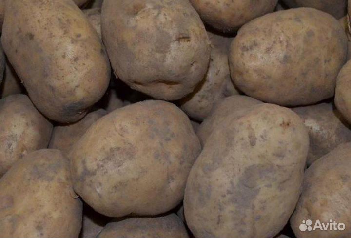 Продам картофель домашний оптом