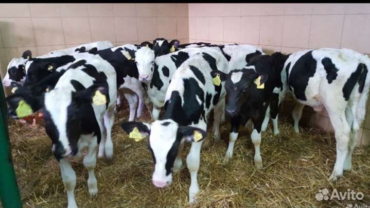 Бычки телята