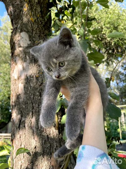 Отдам бесплатно котенка, девочка 2 месяца