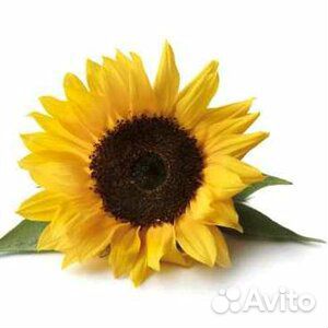 Водитель Экспедитор с личным грузовым автомобилем